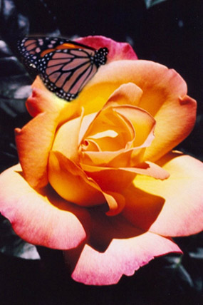 Digital Fine Art Prints