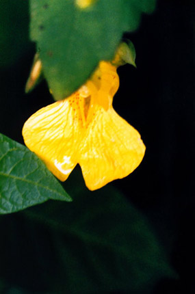 Digital Fine Art Prints