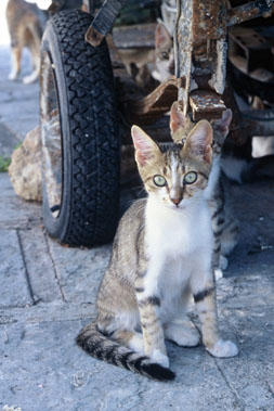 Karen Gast Photography